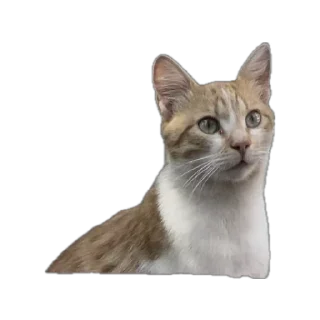 Sticker from Kittiiiiii🐈‍⬛