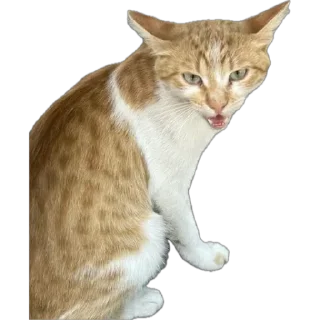 Sticker from Kittiiiiii🐈‍⬛