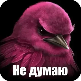🌟 emoji птички --> @kushinft Telegram sticker 20 of 76