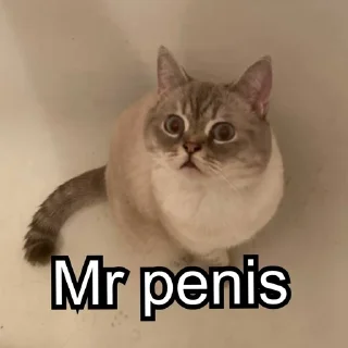 Sticker from catsanddogs