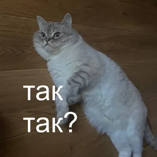 🤨 emoji catsanddogs Telegram sticker 16 of 56