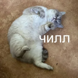 🥰 emoji catsanddogs Telegram sticker 17 of 56