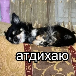 😊 emoji catsanddogs Telegram sticker 10 of 56