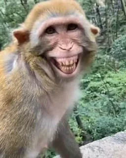 😁 emoji Обезьяны MP Telegram sticker 10 of 54