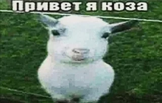 Sticker from плесень