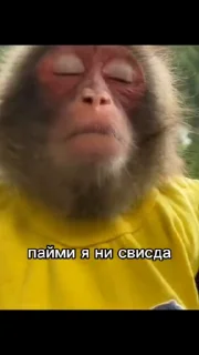 🙈 emoji Ярик бибизяна 4 ➡️ @Ctikerubot Telegram sticker 21 of 50
