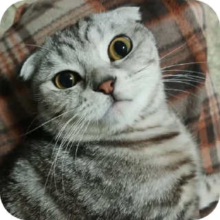 🐱 emoji Ершик Telegram sticker 16 of 16