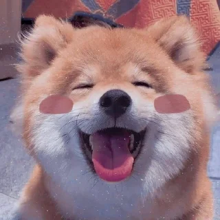 🥰 emoji ꒰   귀여운 개   ୨ ! ୧ @xnqwrm Telegram sticker 11 of 50