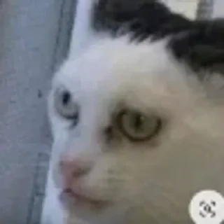 😶 emoji котики няшки Telegram sticker 16 of 65