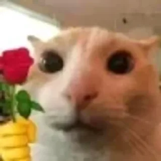 🌹 emoji котики няшки Telegram sticker 20 of 65