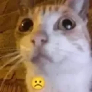 ☹️ emoji котики няшки Telegram sticker 18 of 65