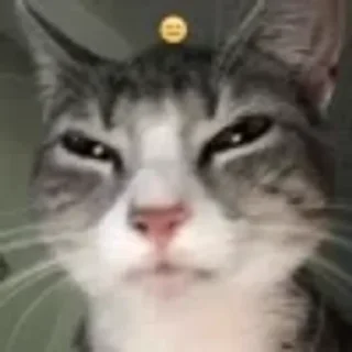 😑 emoji котики няшки Telegram sticker 2 of 65