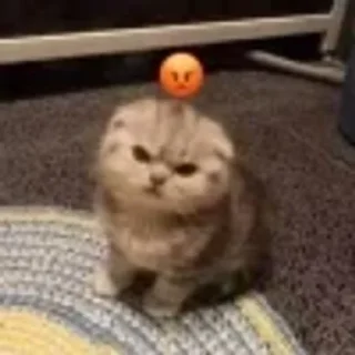 😡 emoji котики няшки Telegram sticker 3 of 65