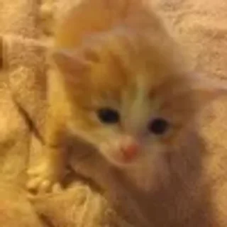 👶 emoji котики няшки Telegram sticker 13 of 65