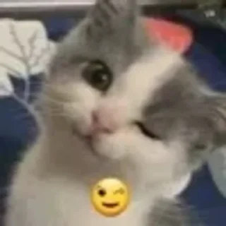 😉 emoji котики няшки Telegram sticker 5 of 65