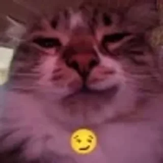 😏 emoji котики няшки Telegram sticker 1 of 65