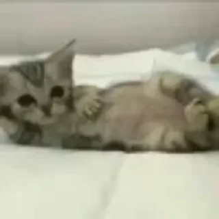 💤 emoji котики няшки Telegram sticker 6 of 65