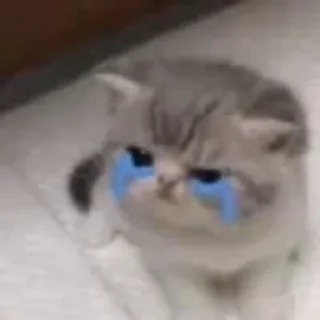 😭 emoji котики няшки Telegram sticker 8 of 65