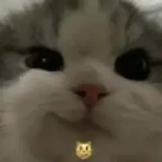 😼 emoji котики няшки Telegram sticker 4 of 65
