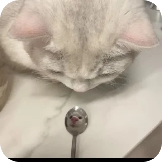 🌟 emoji Котеке💗💗 Telegram sticker 15 of 120