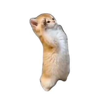 🫡 emoji коклюш Telegram sticker 14 of 94