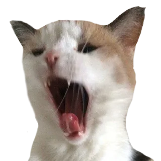 😤 emoji S A R A Telegram sticker 11 of 14