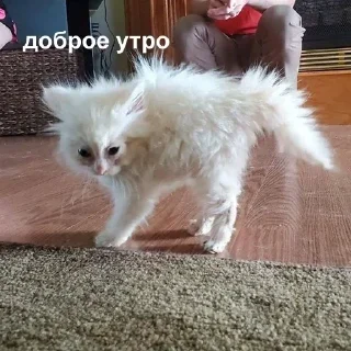 😓 emoji УТРА/заказать @yleystickers. Telegram sticker 20 of 85