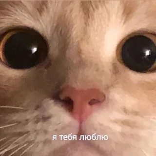 💗 emoji кицики з любов'ю Telegram sticker 20 of 50