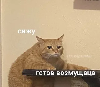 😑 emoji кицики з любов'ю Telegram sticker 2 of 50