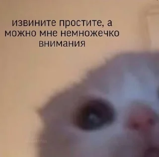 🥺 emoji кицики з любов'ю Telegram sticker 22 of 50