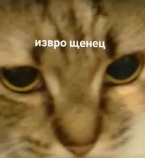 😇 emoji кицики з любов'ю Telegram sticker 21 of 50
