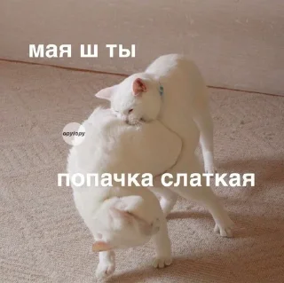 😘 emoji кицики з любов'ю Telegram sticker 24 of 50