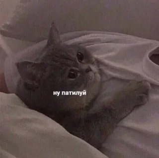 🥺 emoji кицики з любов'ю Telegram sticker 1 of 50