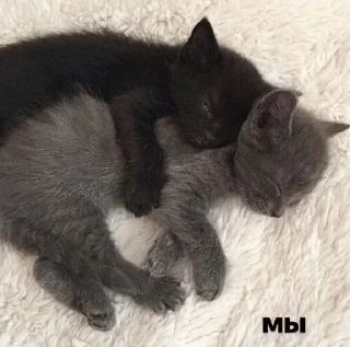 🌟 emoji Создано в @sozdsti_bot Telegram sticker 8 of 120