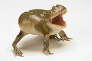 🐸 emoji Тина лах Telegram sticker 4 of 13