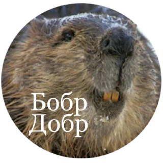 Sticker from Бобры рулят😎🤘
