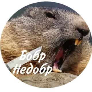 Sticker from Бобры рулят😎🤘