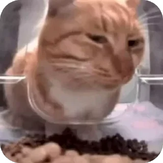 Sticker from Cats memes