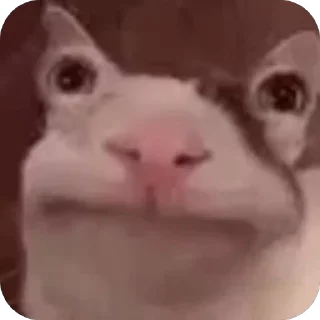 Sticker from Cats memes