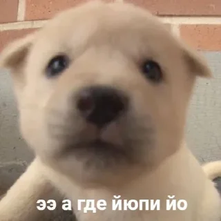 💣 emoji Никита еб твою мать Telegram sticker 6 of 28