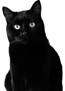 😐 emoji Чёрный Telegram sticker 9 of 16