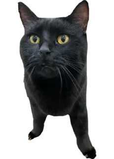 😱 emoji Чёрный Telegram sticker 6 of 16