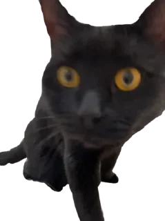 😬 emoji Чёрный Telegram sticker 12 of 16
