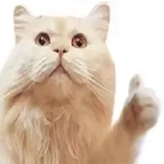 😺 emoji Лучшие стикеры: @animstikers1 Telegram sticker 24 of 35