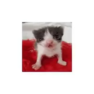 😺 emoji Лучшие стикеры: @animstikers1 Telegram sticker 16 of 35
