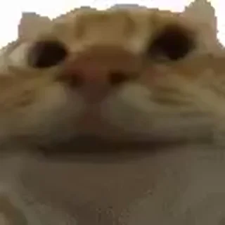 😺 emoji Лучшие стикеры: @animstikers1 Telegram sticker 19 of 35