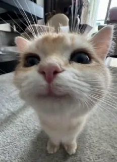 ☺️ emoji @crypto_bibizyana АЛЬФА🟡 Telegram sticker 13 of 114