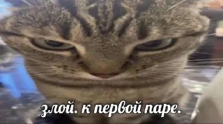 Sticker from студентокоты