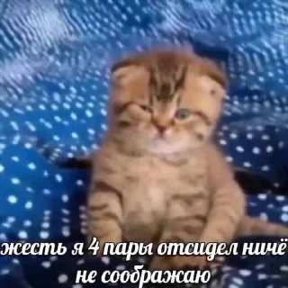 Sticker from студентокоты