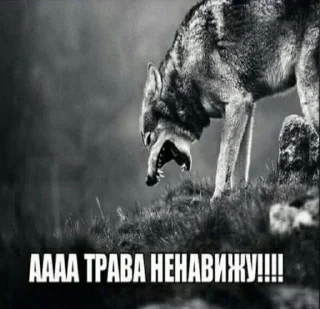 ❌ emoji @musinkins всем ахаха Telegram sticker 9 of 59